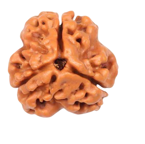 3 Mukhi Rudraksha